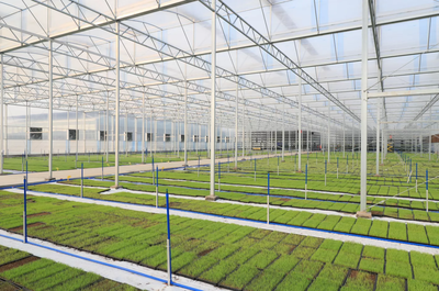 廣州增城 沃野田疇奏歡歌 “農”墨重彩景如畫——農業科技研發引領現代農業新篇章