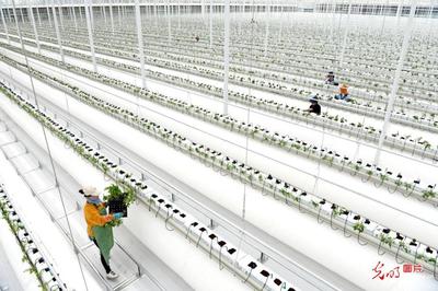 安徽淮南 智慧農業賦能產業升級，科技研發助推農民增收