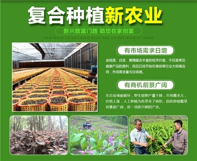 云南春信農(nóng)業(yè)科技 聚焦珍稀中草藥種植，科技引領致富新路徑