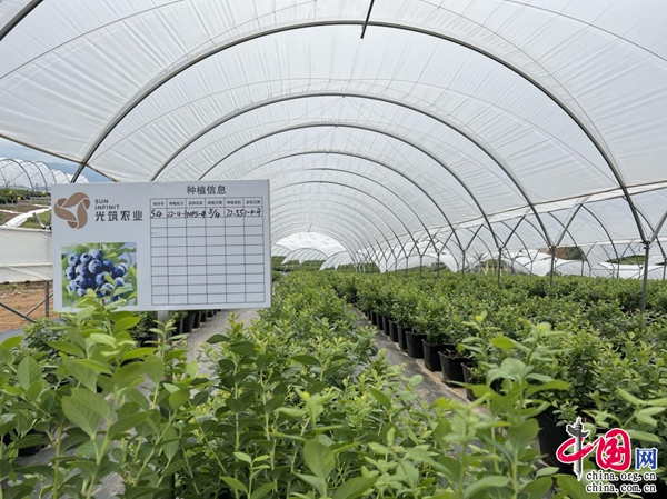 科技+農業 保山施甸三產融合發展的新引擎