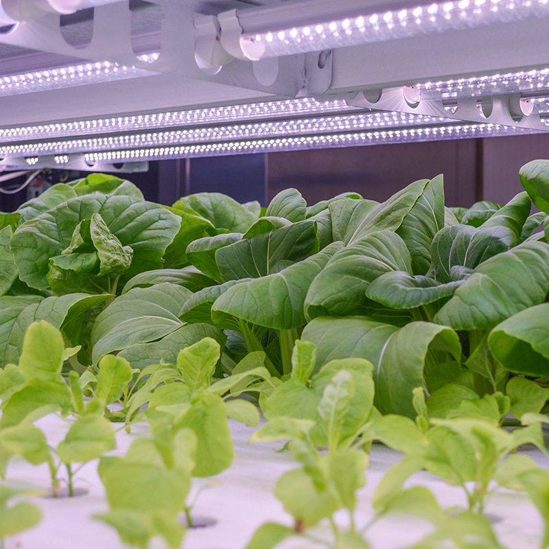 科技賦能農業新篇章 創農科技引領無土栽培與植物工廠定制化發展