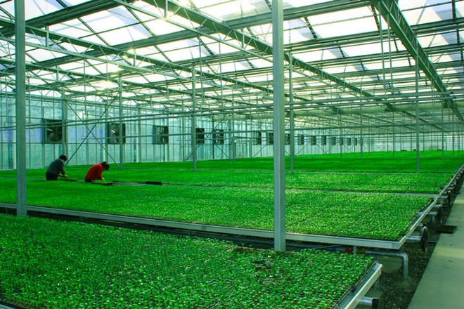 鮮食番茄黃瓜擂臺賽丨走進北京·通州農業科技研發前沿